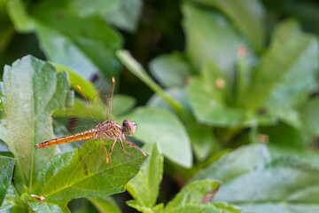 The little dragonfly is on the green leaves in the backyard.