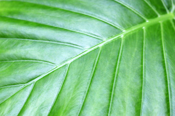 Palm leaf texture. Green tropical plant background with natural pattern
