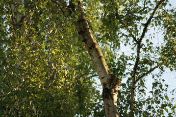 Birke Stamm bei Sonnenuntergang 2020062 Betula