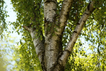 Obraz premium Birkenbaum bei Sonneuntergang 2020063 Stamm Betula