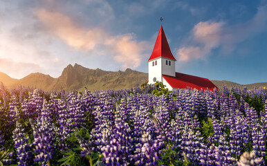 Exciting  Icelandic Landscape. Lutheran Myrdal church surrounded on blooming lupine flowers, Vik, Iceland. Amazing nature of Iceland during sunset with colorful sky. Vintage tone color.