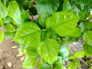 Fresh hibiscus leaves
