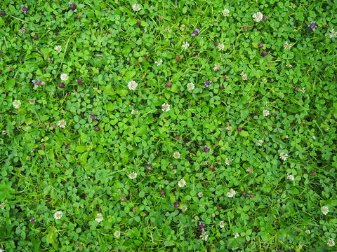 Green mowed lawn with clover