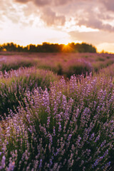 Fototapeta na wymiar Landscape of blooming lavender flower field under the gold colors of the summer sunset.