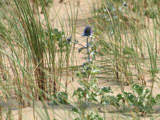sea holly (Eryngium maritimum) in the dunes of Katwijk/NL