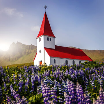 Wonderful sunny day of Iceland. Amazing summer image of small church and field of blooming lupine flowers on foreground. Iconic location for landscape photographers and travellers. Vik. Myrdal Church © jenyateua