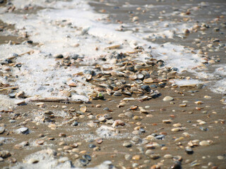 a lot of seashells on the beach