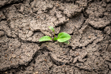 Green plant growing out of cracks in the earth