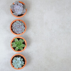 Various succulent plants in the pots.