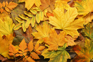 Naklejka na ściany i meble Autumn leaves. Fall background.