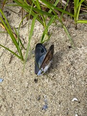 Muschel im Sand