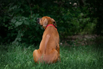 Adorable Rhodesian Ridgeback puppie poses in park 