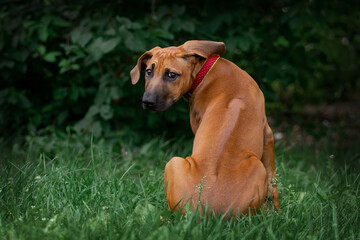 Adorable Rhodesian Ridgeback puppie poses in park 