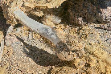 Bones and flesh at Colorada Lagoon - South of Bolivia.