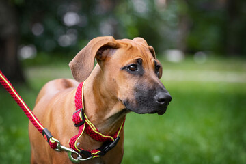 Adorable Rhodesian Ridgeback puppie poses in park 