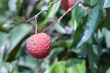 Close up of ripe lychee in the garden
