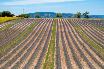 Rows of a purple flowering lavender field in Provence