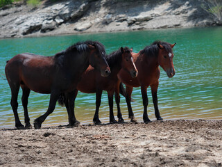 a free horse family in Giacopiane lake