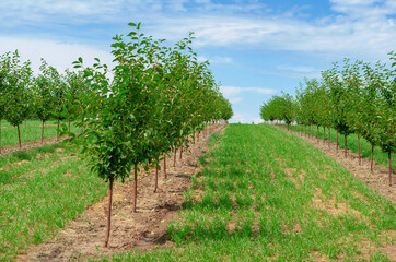 Fototapeta na wymiar Young cherry orchard. Low green trees are planted in rows
