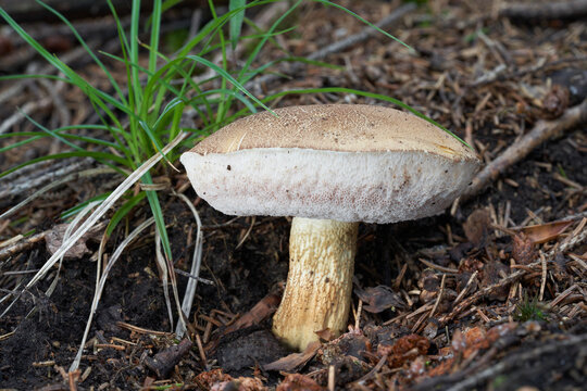 Inedible mushroom Tylopilus felleus in the spruce forest. Known as Bitter Bolete. Wild mushroom in the needles.