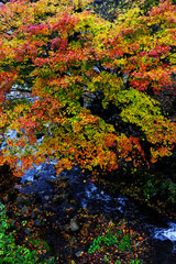 Fototapeta na wymiar colorful autumn leaves