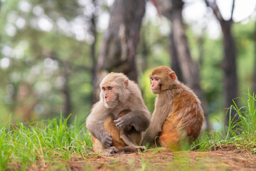 Naklejka premium Mother macaque nursing her infant in a forest in Kathmandu, Nepal