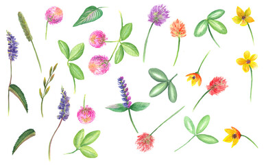 Watercolor colorful composition with    summer wild flowers, spikelets blades of grass and leaves. White background