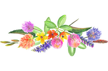 Watercolor colorful composition with    summer wild flowers, spikelets blades of grass and leaves. White background