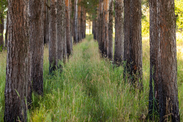 Forest path in a pine forest
