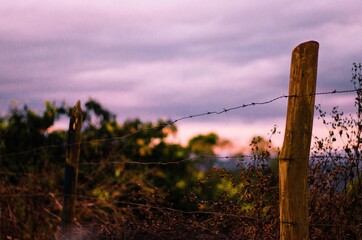 Fototapeta premium Dry vegetation over a wood fence during sundown with a cloudy sky in purple tones.