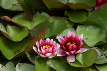 Bright pink water lily opened in the sun in a pond. Summer relax in a countryside. 