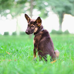 dog small puppy german shepherd portrait pet on the grass looking at the camera