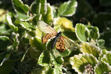 Yellow/black spotted butterfly squatting on leaves 