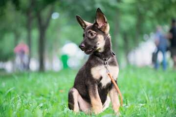dog small puppy german shepherd portrait pet on grass looking away