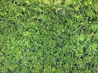 Obraz premium Vertical gardening. Green living wall of potted plants paportonica and Scindapsus Epipremnum