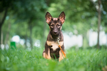 dog small puppy german shepherd portrait pet on grass looking at the camera