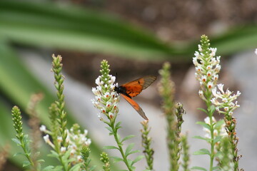Orange/grey butterfly feeding on flowers