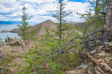 pine trees in the mountains by the lake