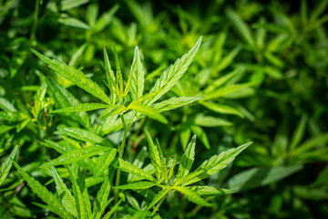 Marijuana bushes, Cannabis on natural blurred backgrounds.