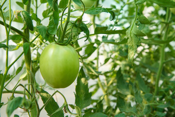 Unripe green tomato growing on bush in the garden.
