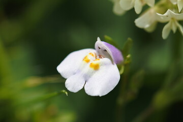 Flower of Japanese mazus, small and little flower.