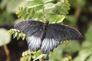 Grey/black butterfly squatting on leaves