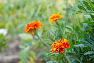 Tagetes with blurred same flowers in the background.