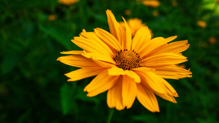Yellow flower on green background