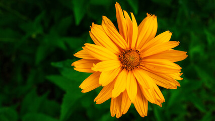 Yellow flower on green background