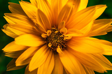 Yellow flowers up close