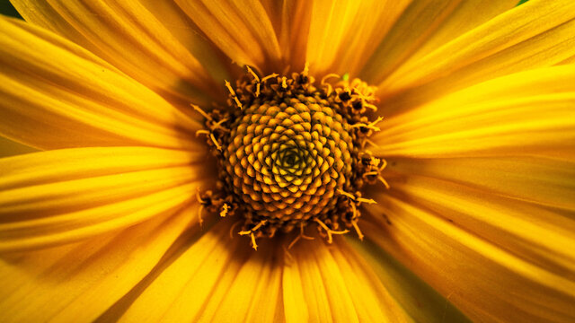 Macro of a yellow flower