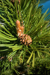 Kleine Tanne am Davoser See 27.5.2020