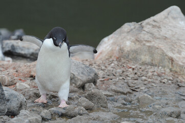 Penguin Adelie Pygoscelis adeliae - the most widely spread penguin species.