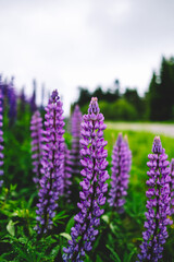 purple flowers in the garden